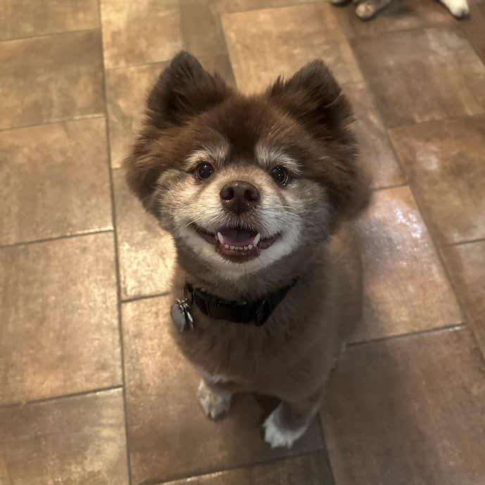 Happy Fluffy Dog